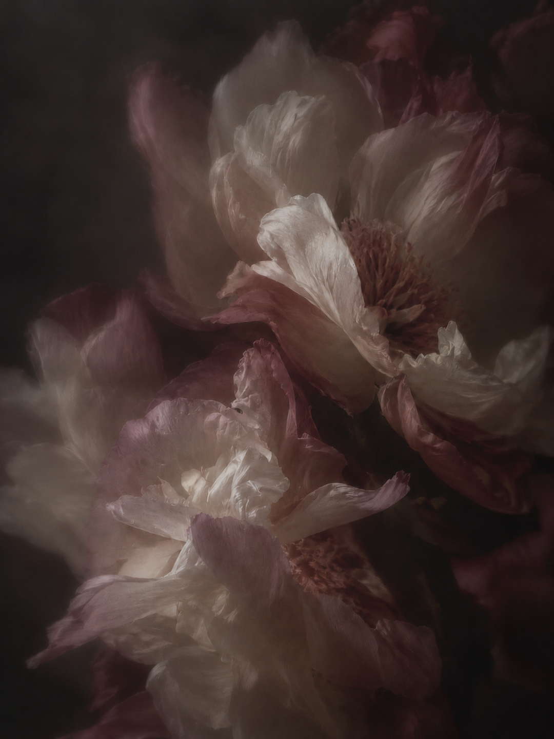 Bloomeria